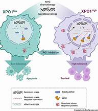 XMPO1